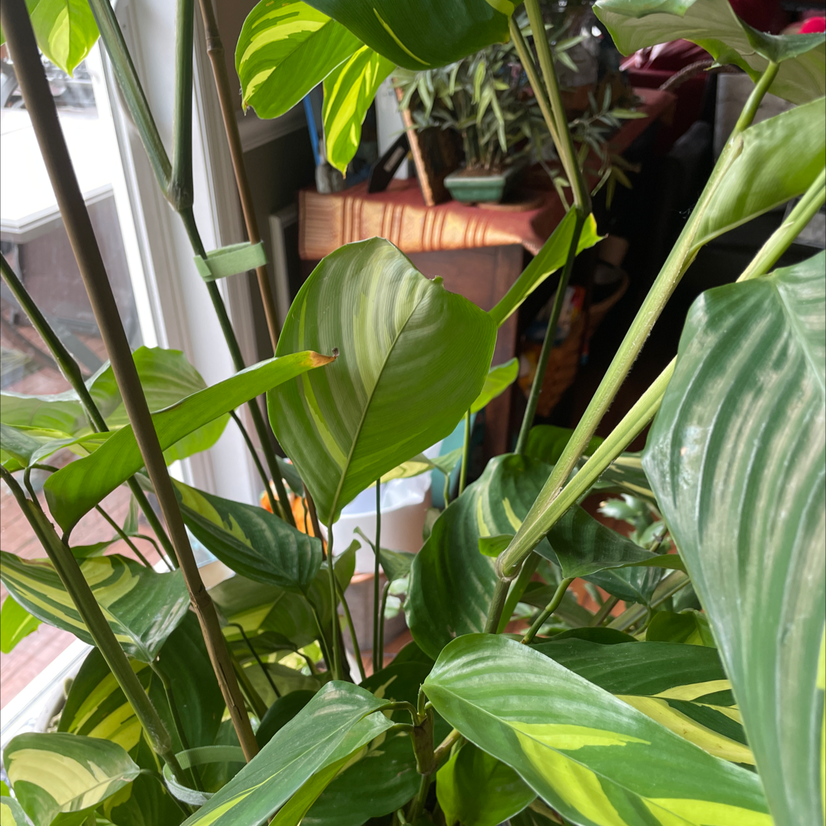Golden Mosaic Plant with vibrant green leaves and yellow variegation near a window.