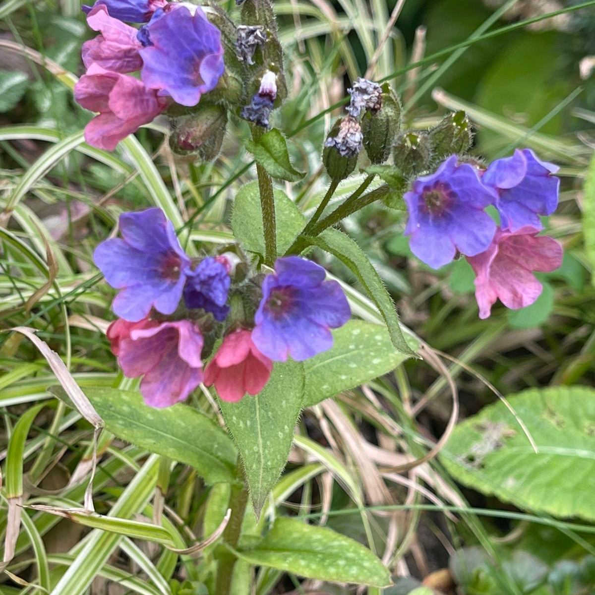 Photo of the plant species Narrow-Leaf Lungwort by @Popsplants named Pinky on Greg, the plant care app