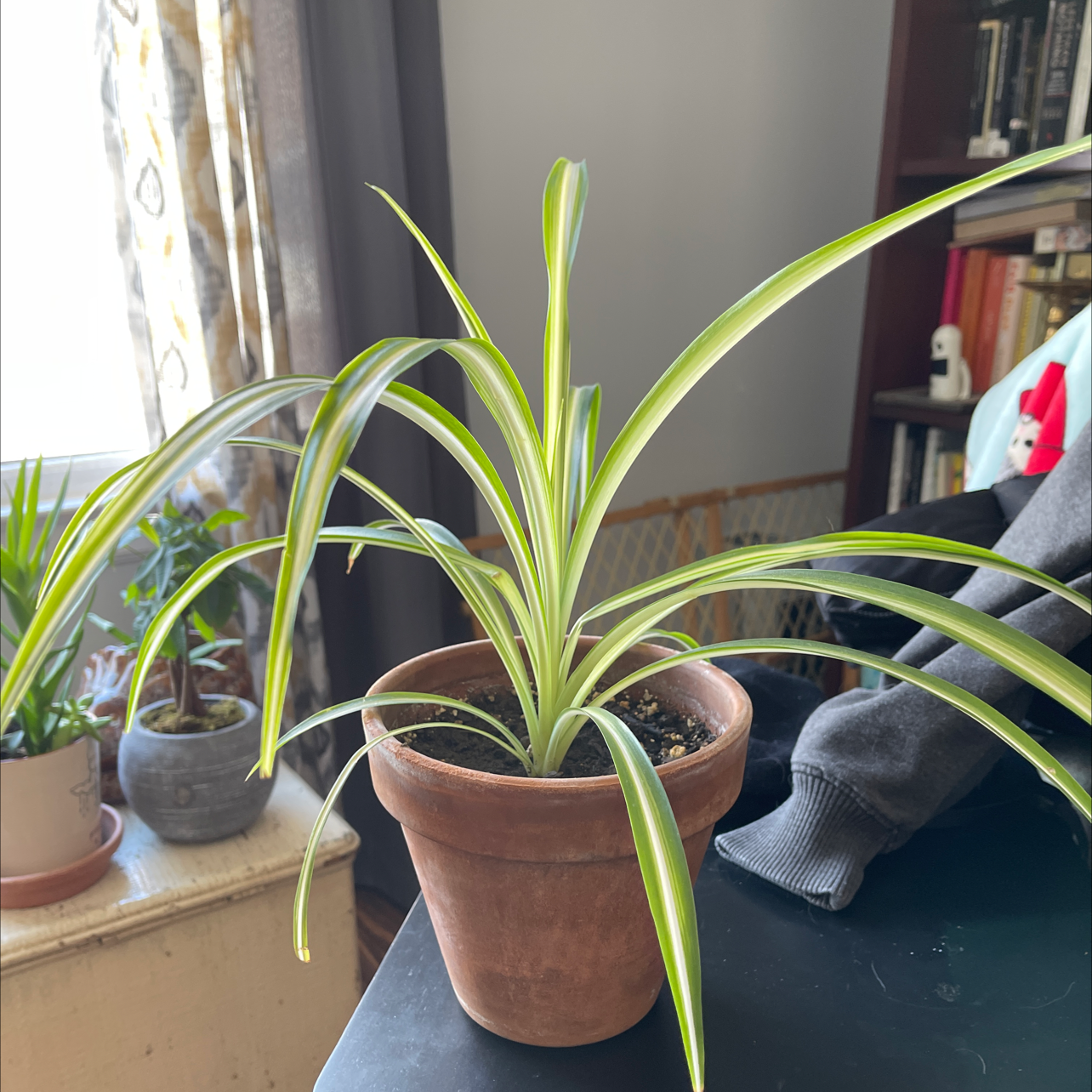 Spider Plant plant photo by @cashrainoncats named Spidey Plant on Greg, the plant care app.