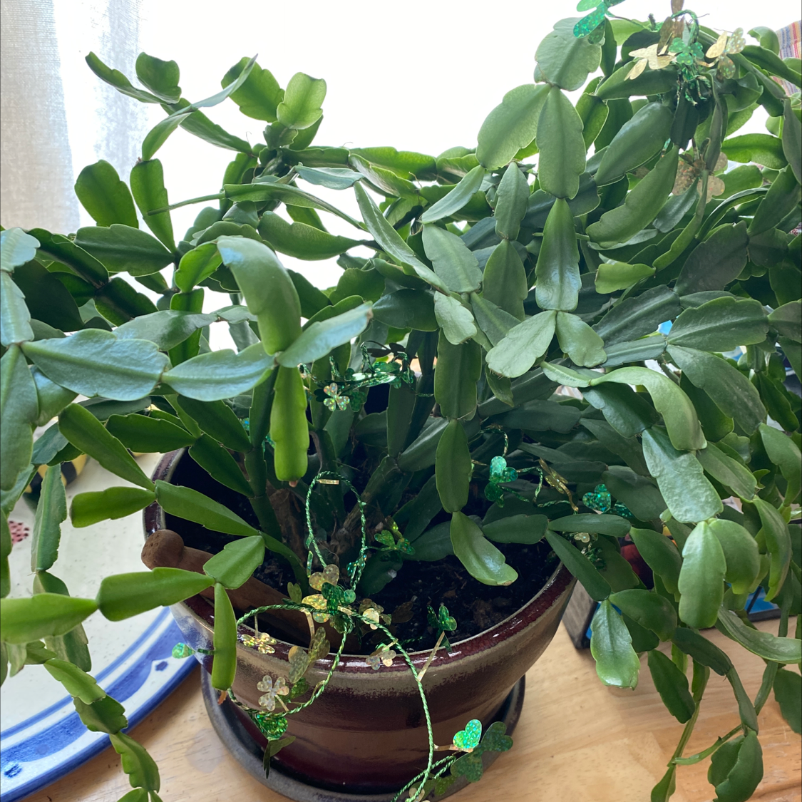 Potted Easter Cactus with green segmented leaves on a table near a window.