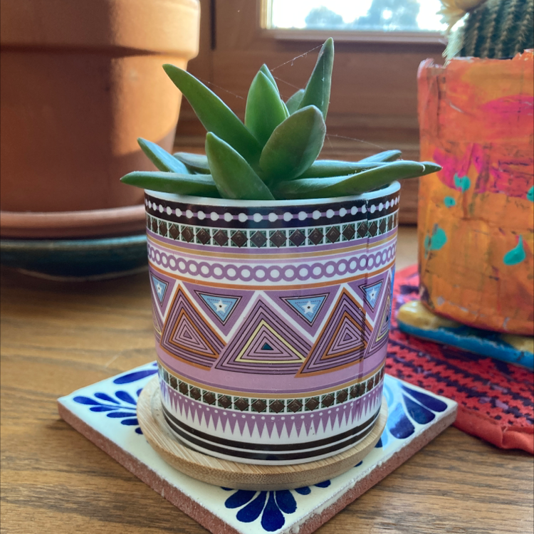 Lipstick Echeveria plant photo by @KeyGray named Aristotle on Greg, the plant care app.