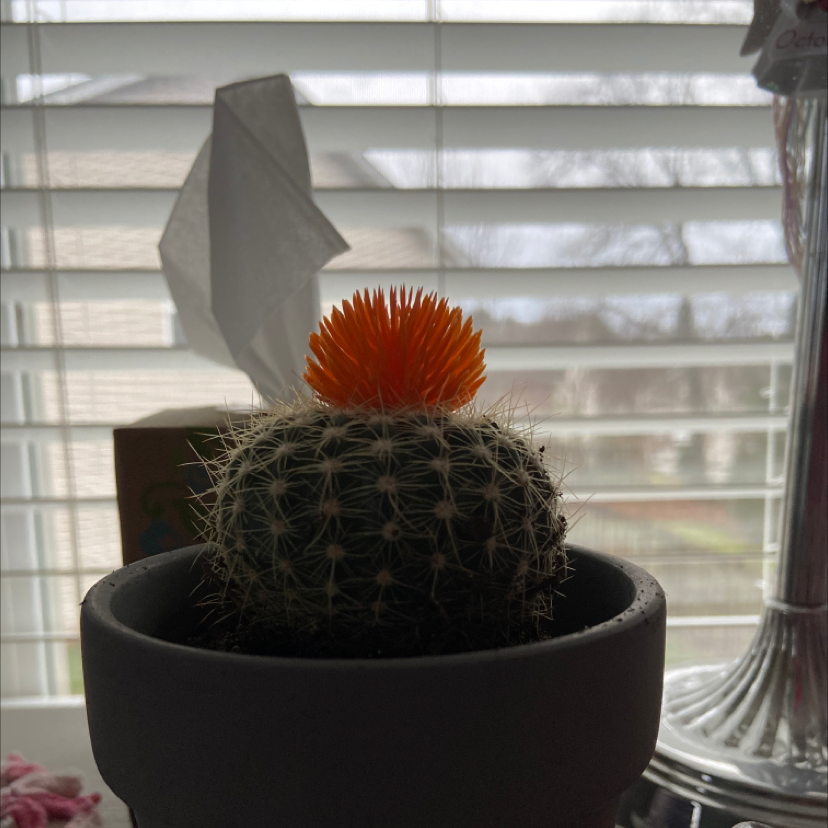 Golden Barrel Cactus plant photo by @SirOlneya named Palito on Greg, the plant care app.