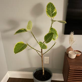 Audrey Ficus plant in Oceanside, New York