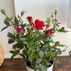 Miniature Rose plant