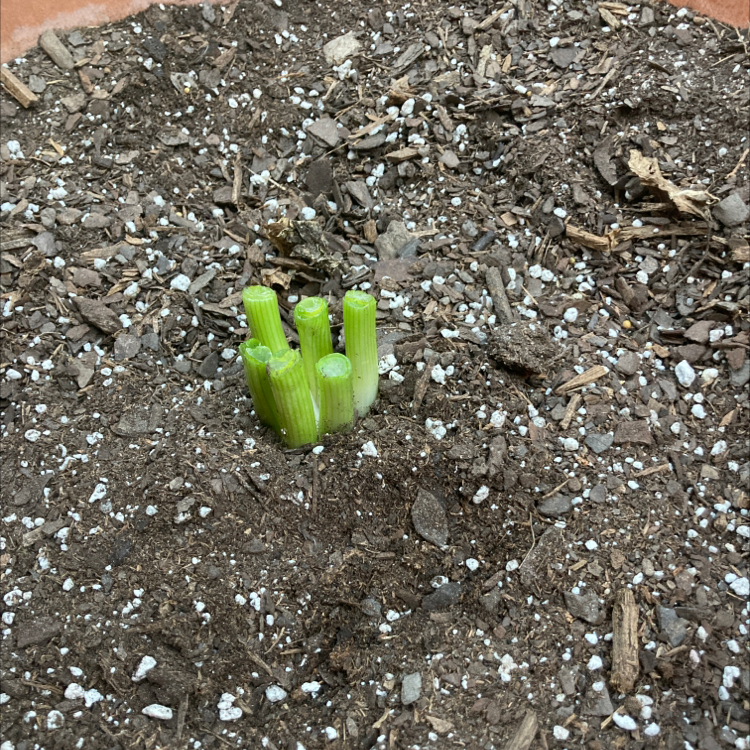 Early growth stage of a Globe Onion plant with green shoots emerging from well-drained soil.