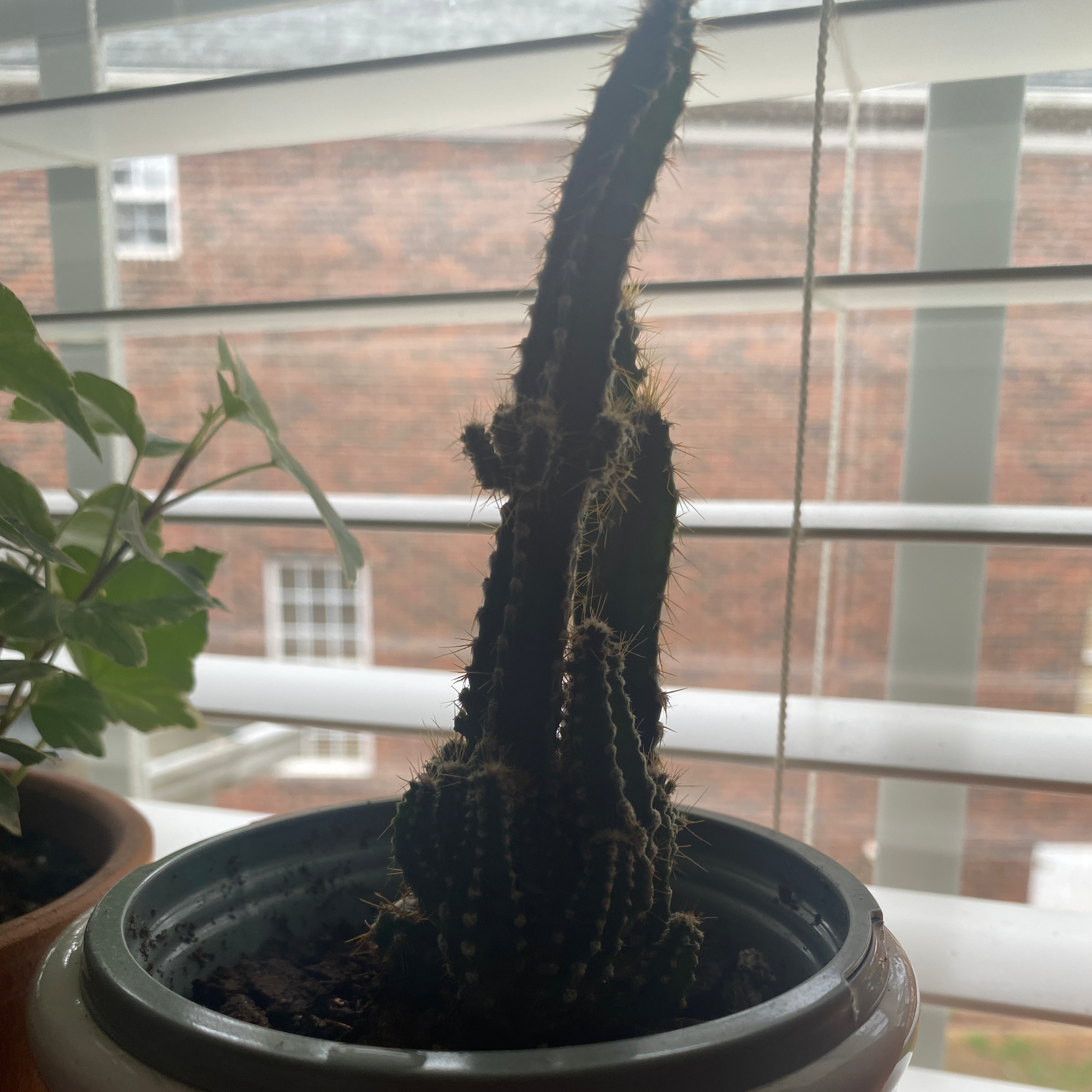 Columnar Cactus in a pot near a window with visible soil and no flowers.