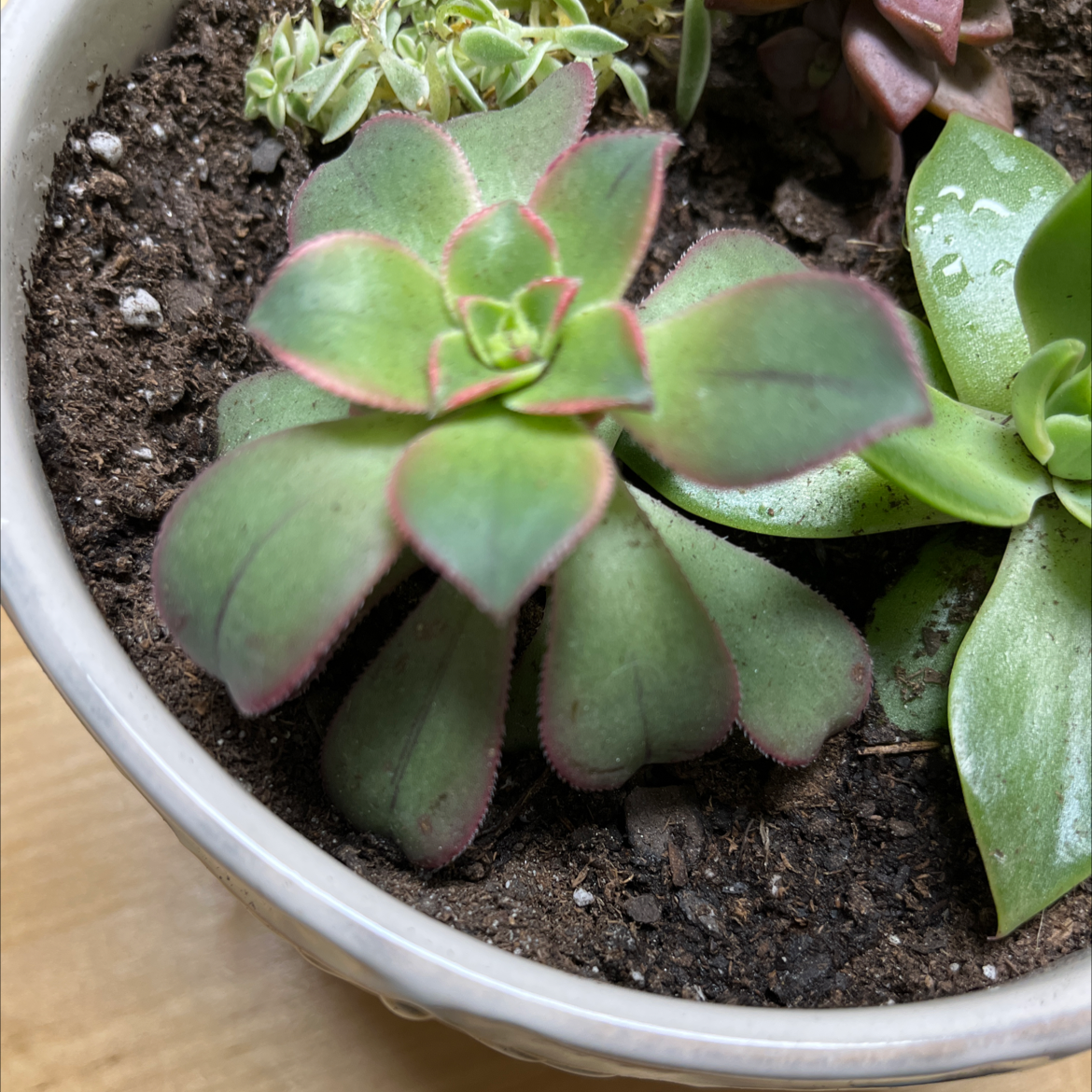 Aeonium 'Kiwi' succulent in a pot with visible soil and healthy leaves.