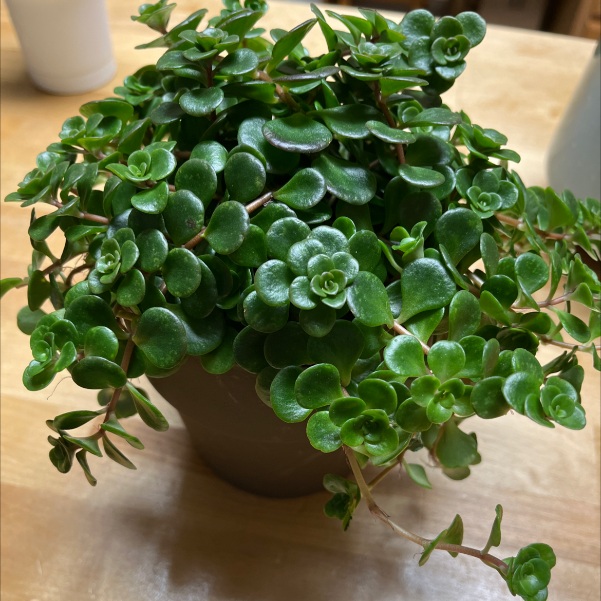 Why Are There Black Spots on My Chinese Sedum Leaves?