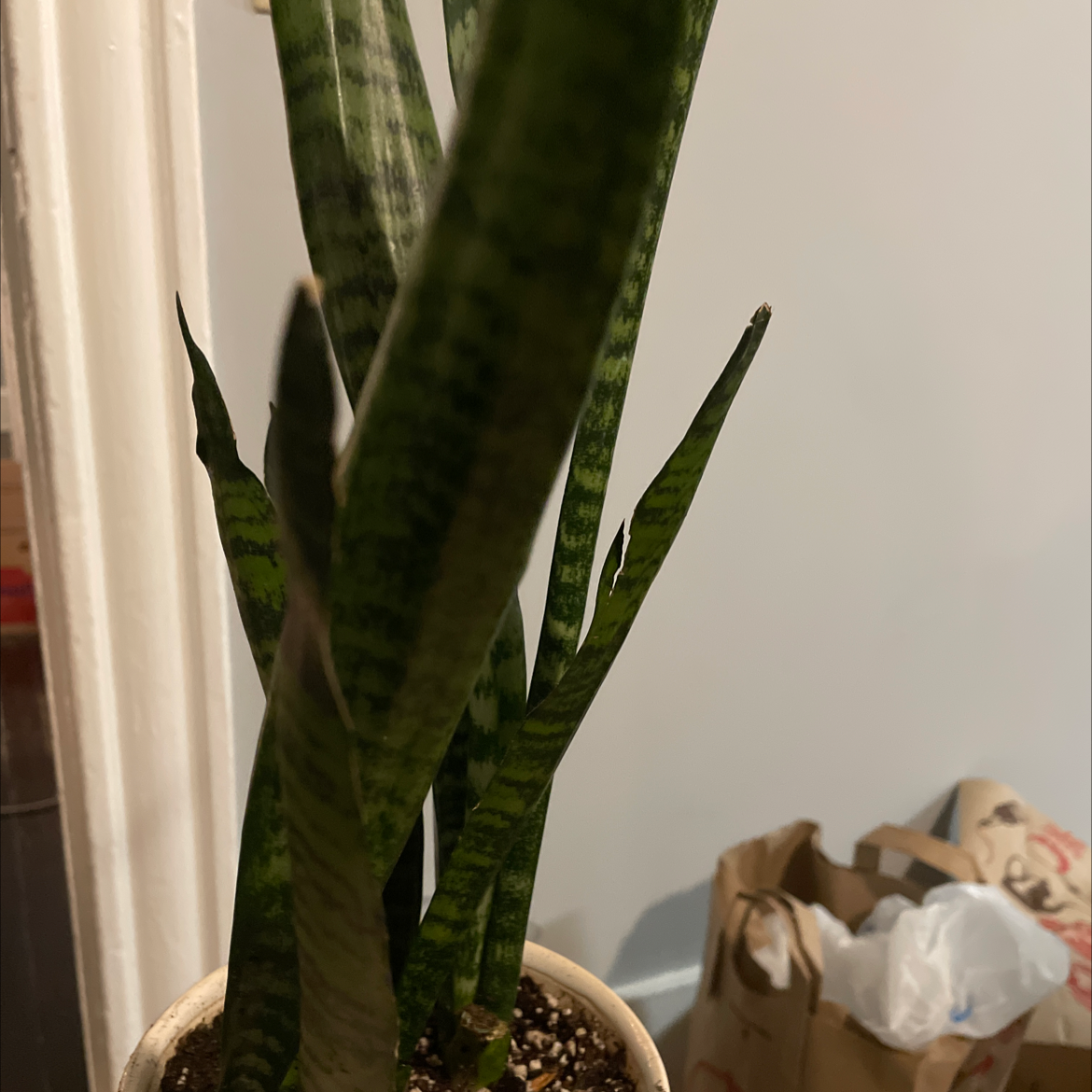 Black Coral Snake Plant with tall, upright leaves in a pot with visible soil.
