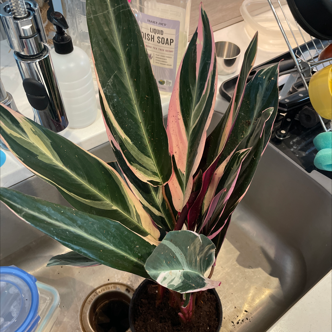 Never Never Plant with variegated leaves in a sink, showing green, white, and pink colors.