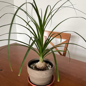 Ponytail Palm plant photo by @cgimber named Lisa on Greg, the plant care app.