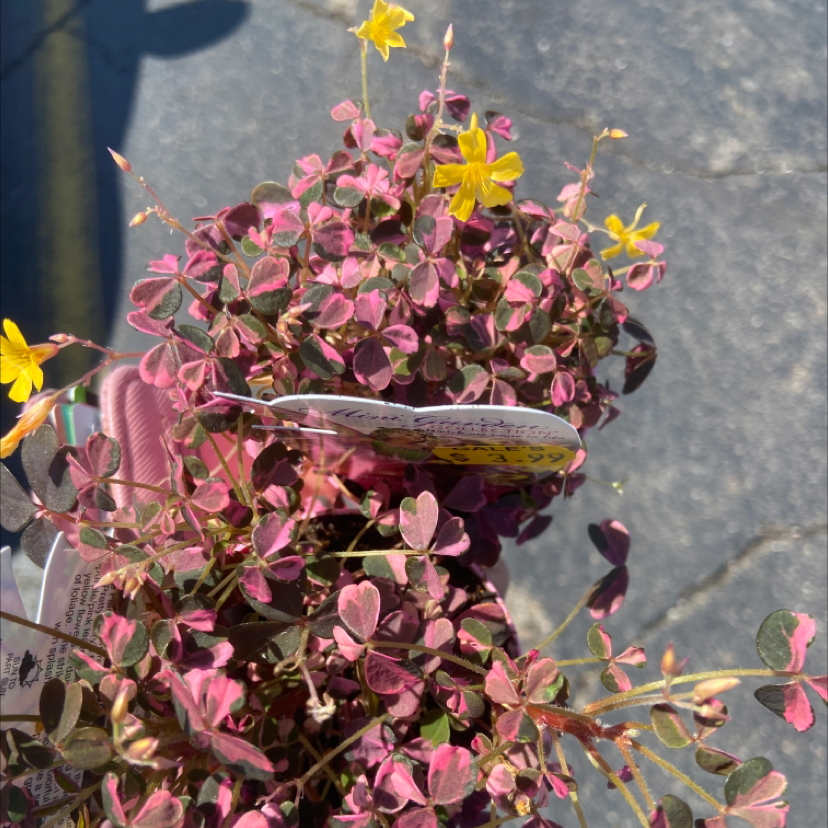Creeping Woodsorrel plant with trifoliate leaves and yellow flowers, held by a hand.