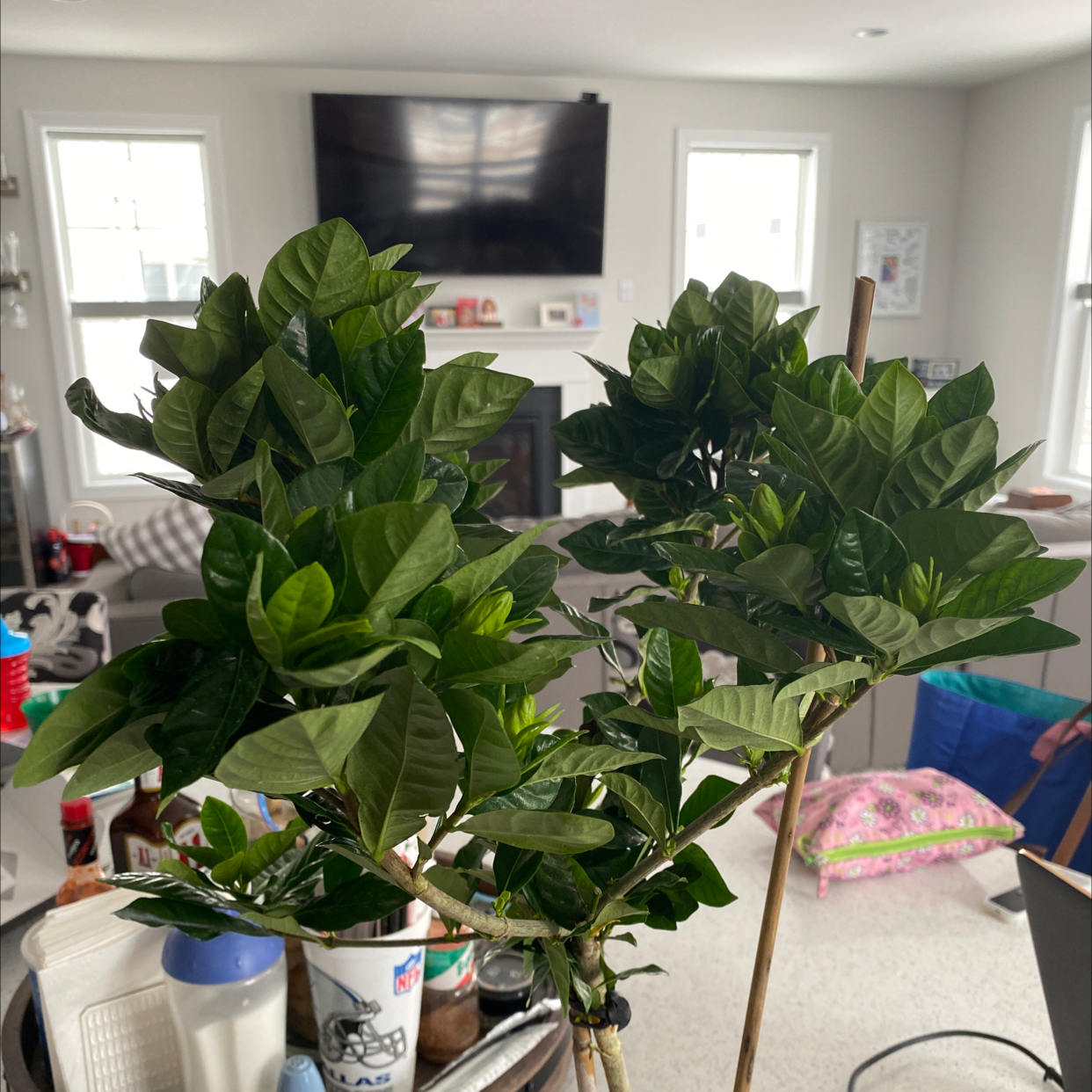 Cape Jasmine plant with lush green leaves indoors, no visible discoloration.