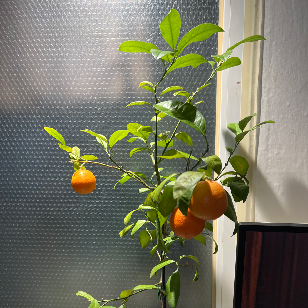 Mandarin orange plant photo by @UniqueFicus named Orange lime on Greg, the plant care app.