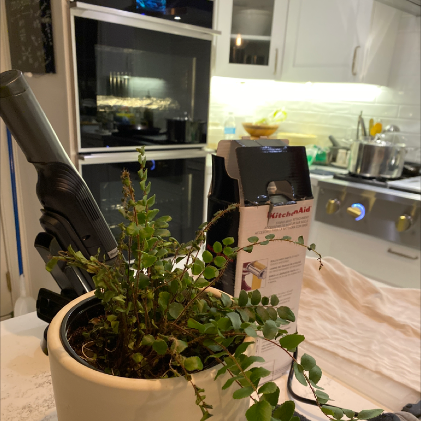 Pellaea rotundifolia plant in a white pot on a kitchen counter with appliances in the background.