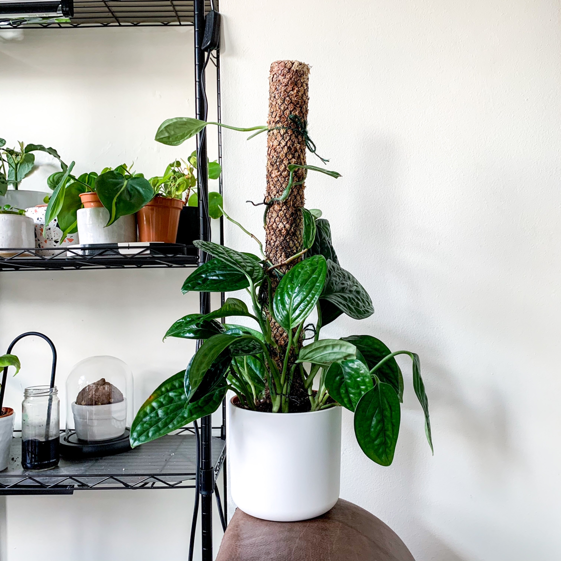 Monstera pinnatipartita plant in a white pot with a moss pole, surrounded by other plants on shelves.