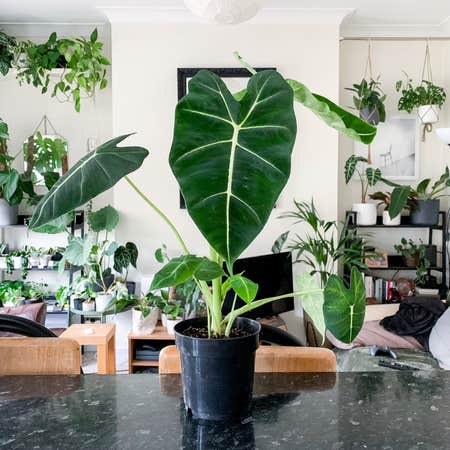 Photo of the plant species Alocasia 'Frydek' by @goodgrowing named Alo Frydek on Greg, the plant care app