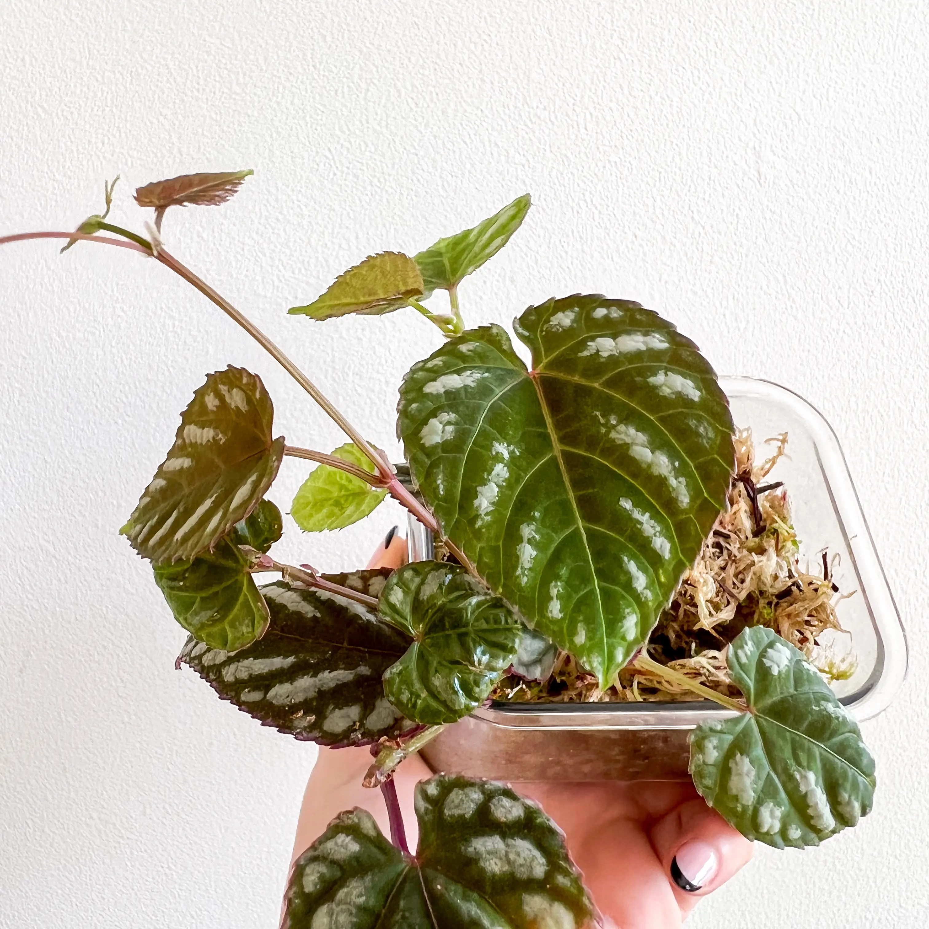 Rex Begonia Vine plant held by a hand, with healthy green patterned leaves and visible soil.