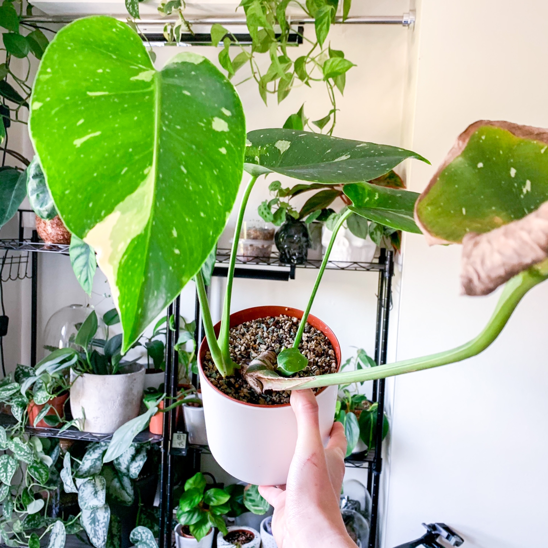 Photo of the plant species Thai Constellation Monstera by @goodgrowing named Monstera Thai Constellation on Greg, the plant care app