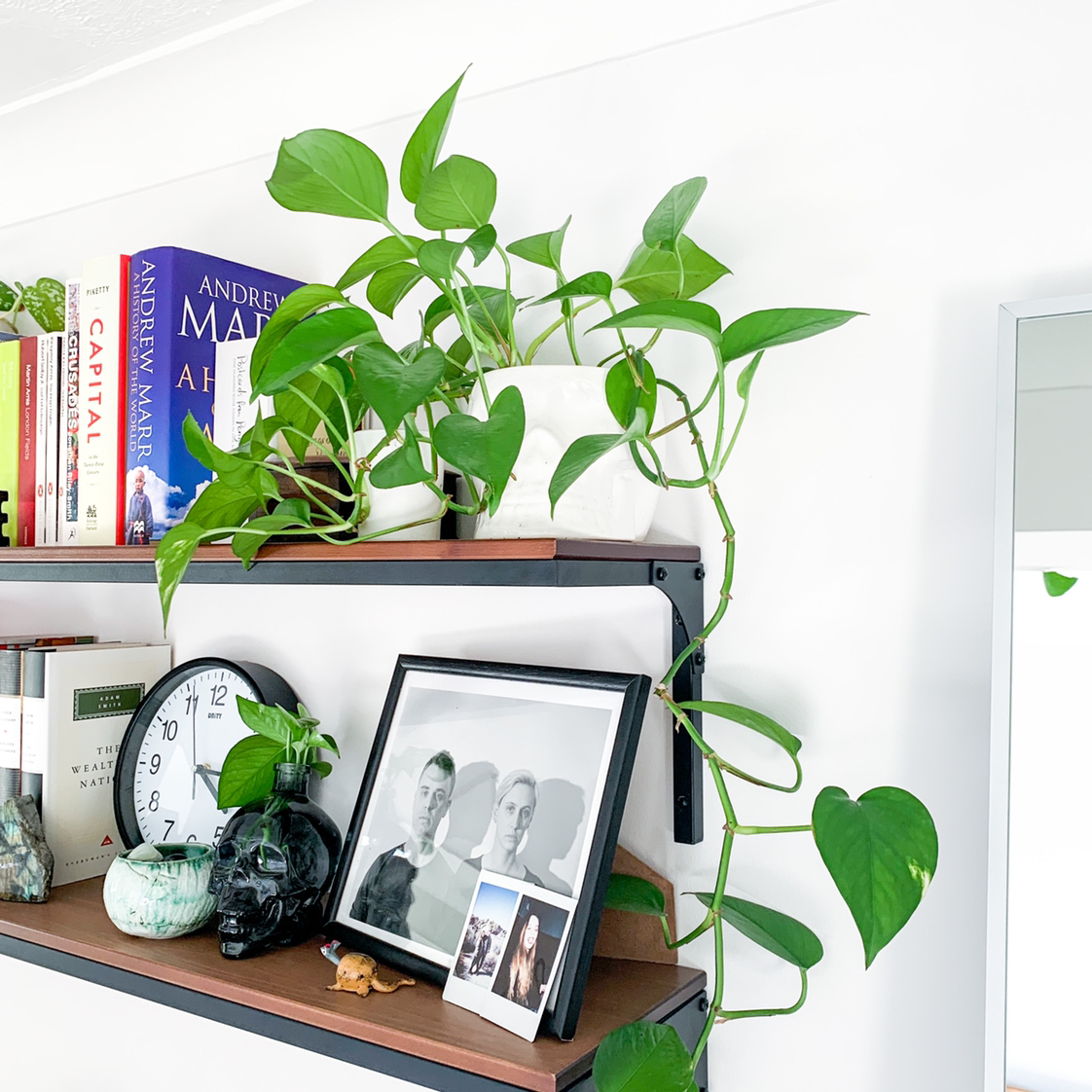 Golden Pothos plant on a shelf with vibrant green leaves and trailing vines.