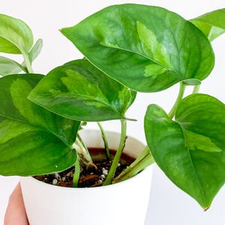 Global Green Pothos plant in London, England