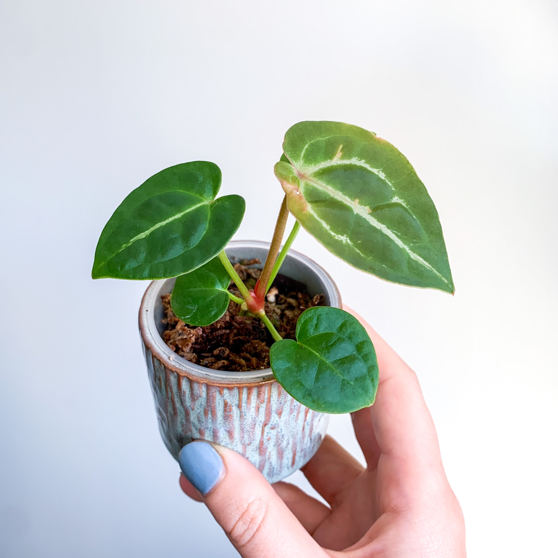 Photo of the plant species Anthurium magnificum by @goodgrowing named Anthurium Magnificum x Forgetii on Greg, the plant care app