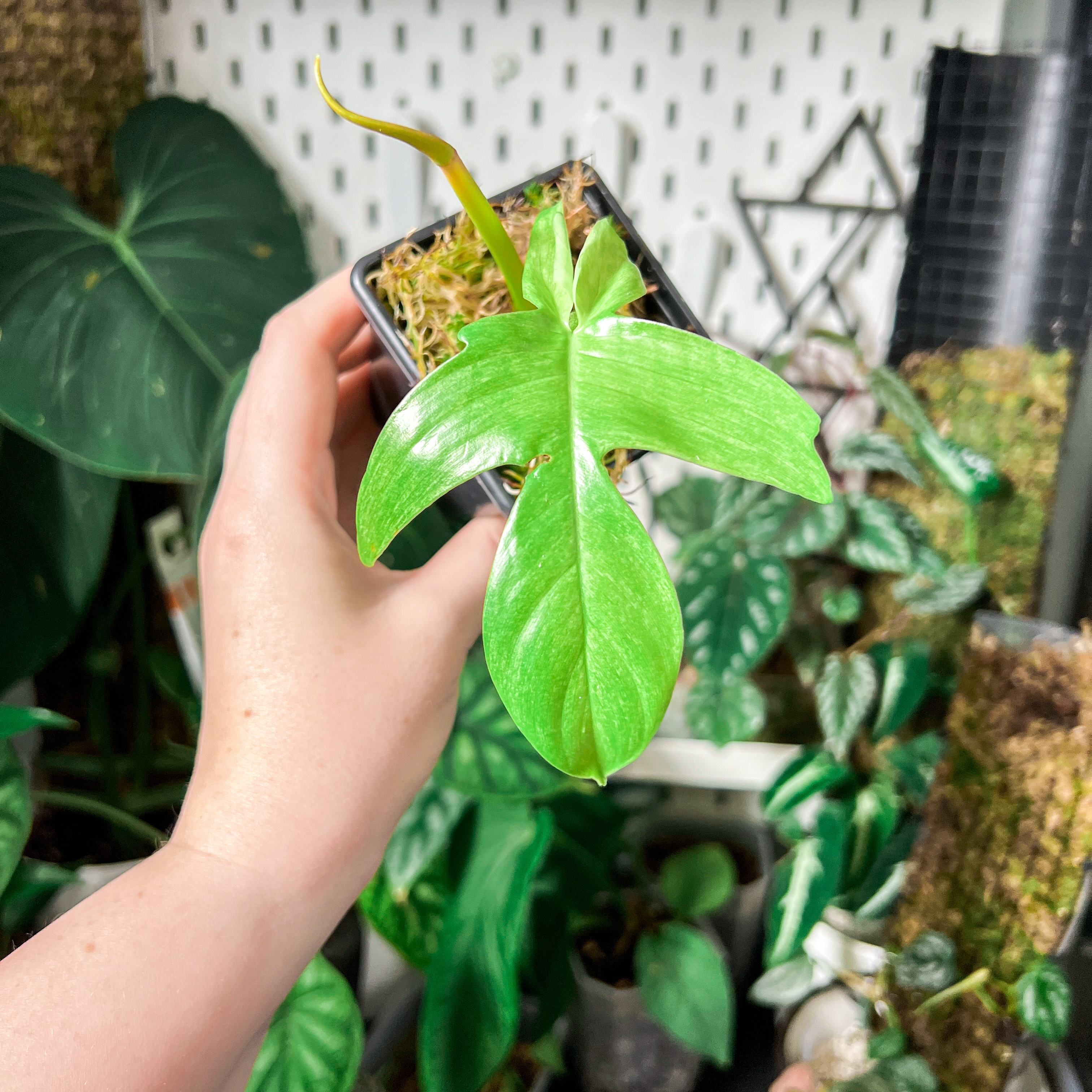 Philodendron 'Florida Ghost' plant held by a hand, with vibrant green leaves and other plants in the background.