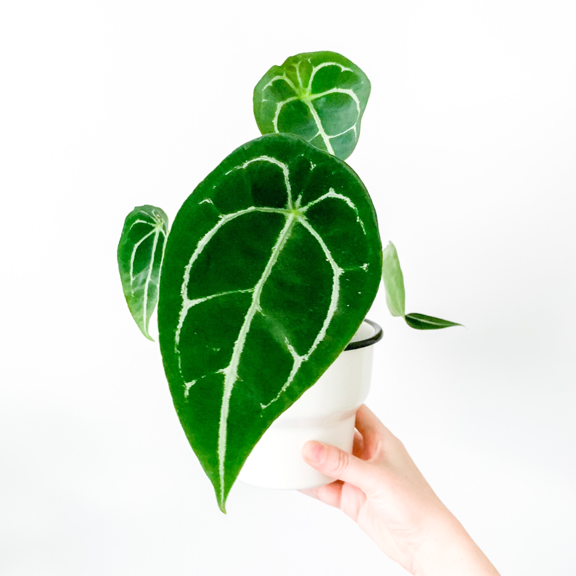 Symbolism and Benefits of the Anthurium forgetii