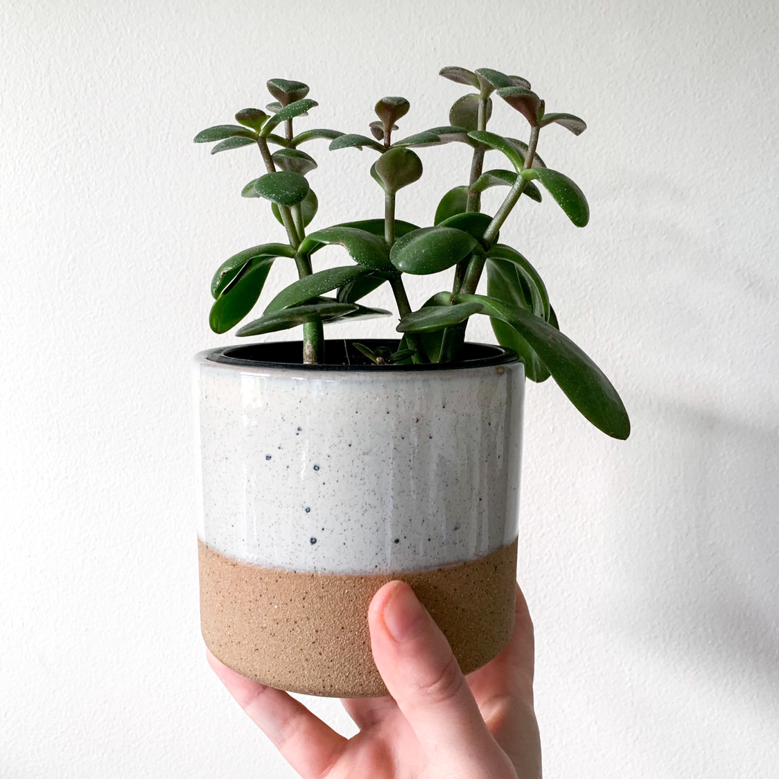 Healthy Jade plant in a ceramic pot held by a hand.
