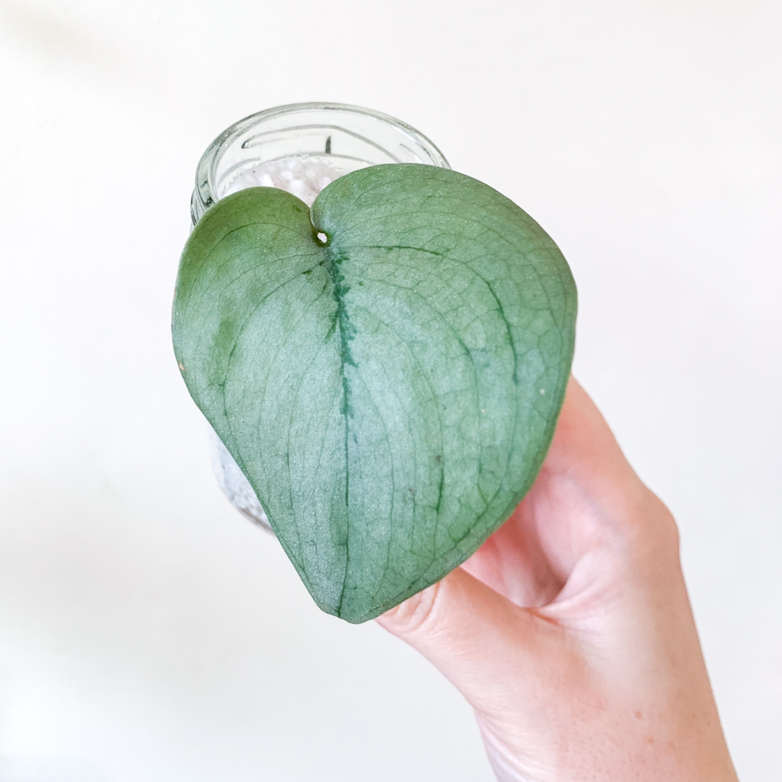 Plant care for Allium tekesicola on Greg, the plant care app