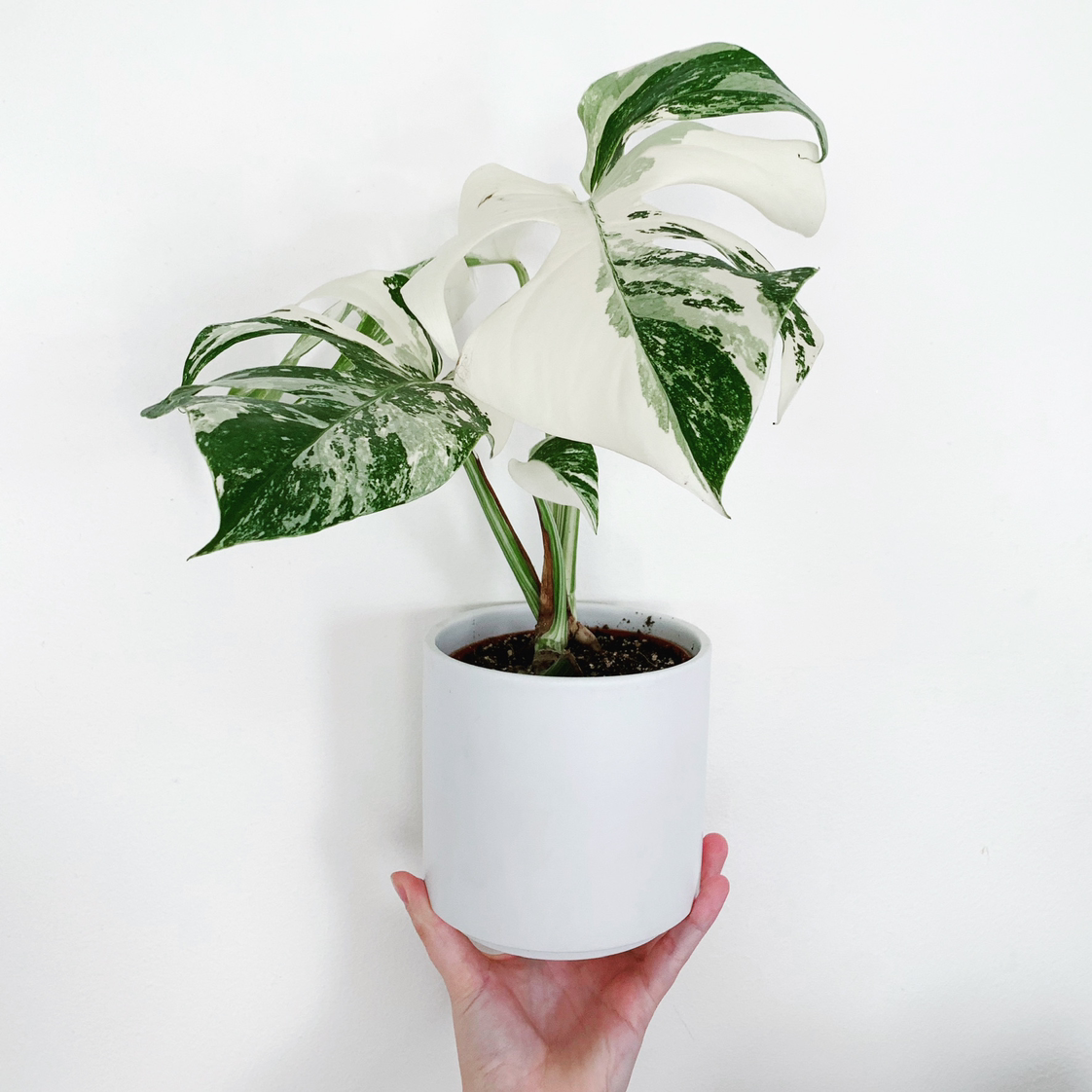 Are Monstera Plants Toxic to Babies: What Parents Need to Know