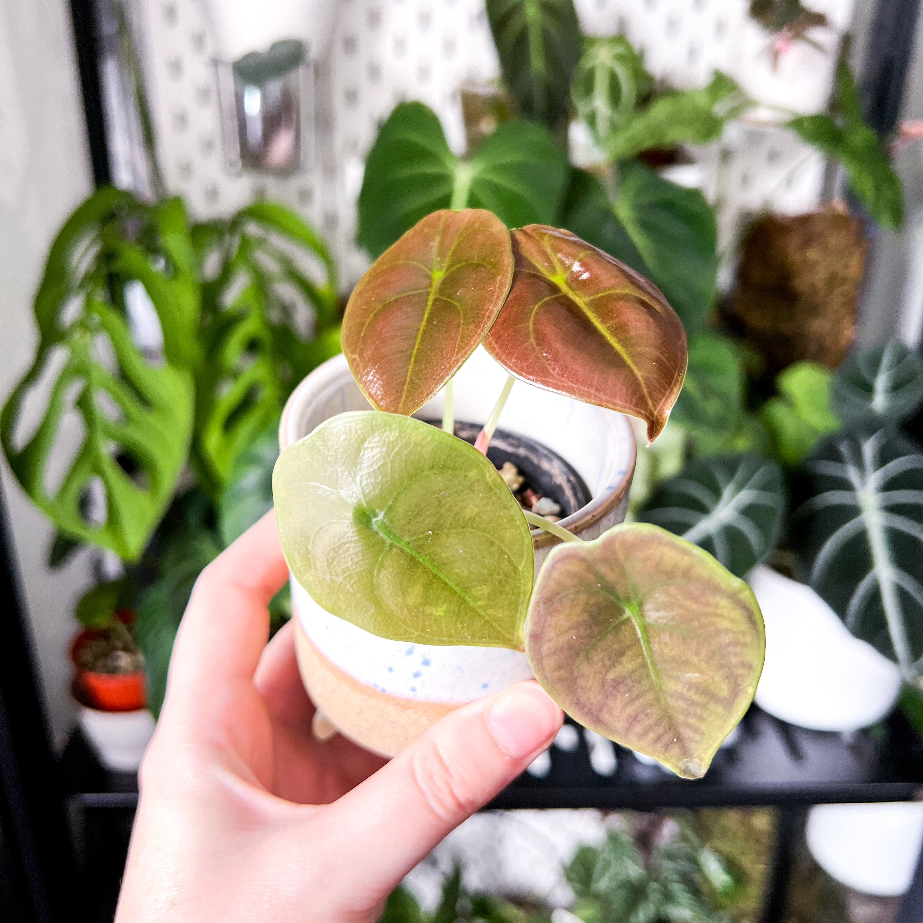 A hand holding a potted Alocasia ‘Red Secret’ plant with some leaf discoloration, surrounded by other plants.