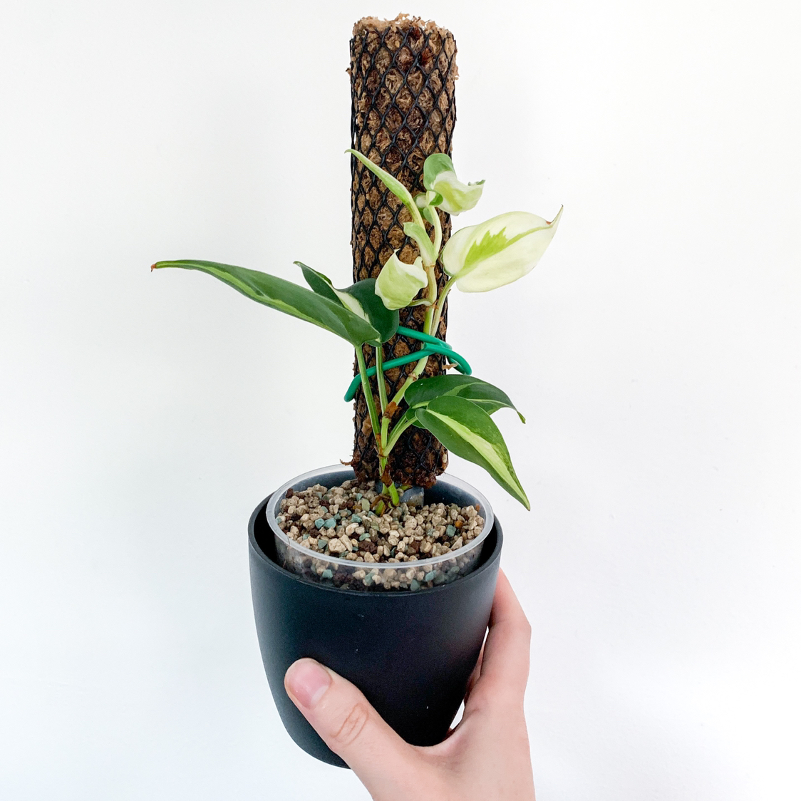 Photo of the plant species Philodendron 'Cream Splash' by @goodgrowing named Philo ‘Cream Splash’ on Greg, the plant care app
