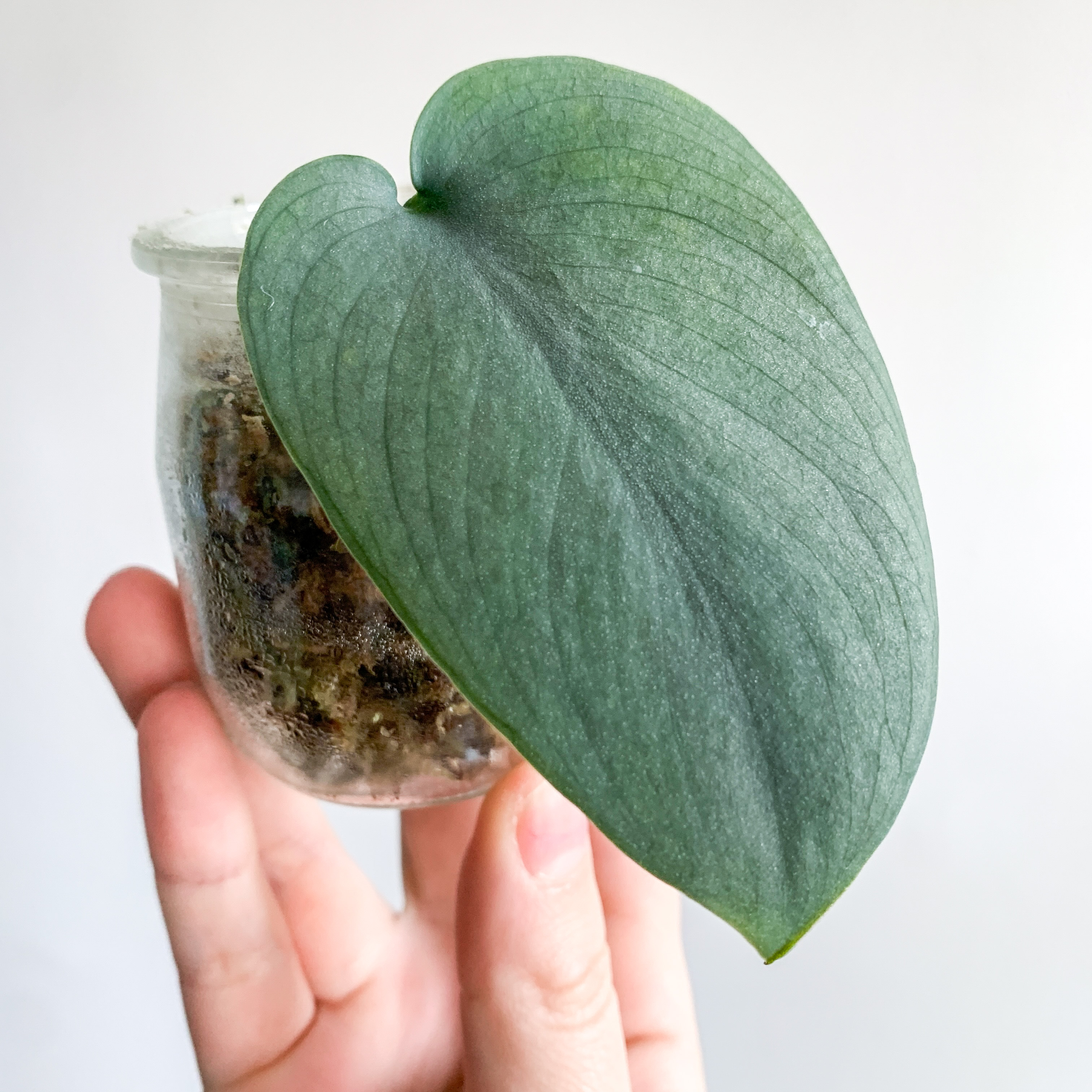Scindapsus pictus 'Silver Hero' leaf in a small transparent container held by a hand.