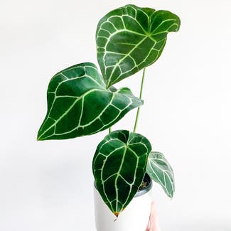 Crystal Anthurium plant in London, England