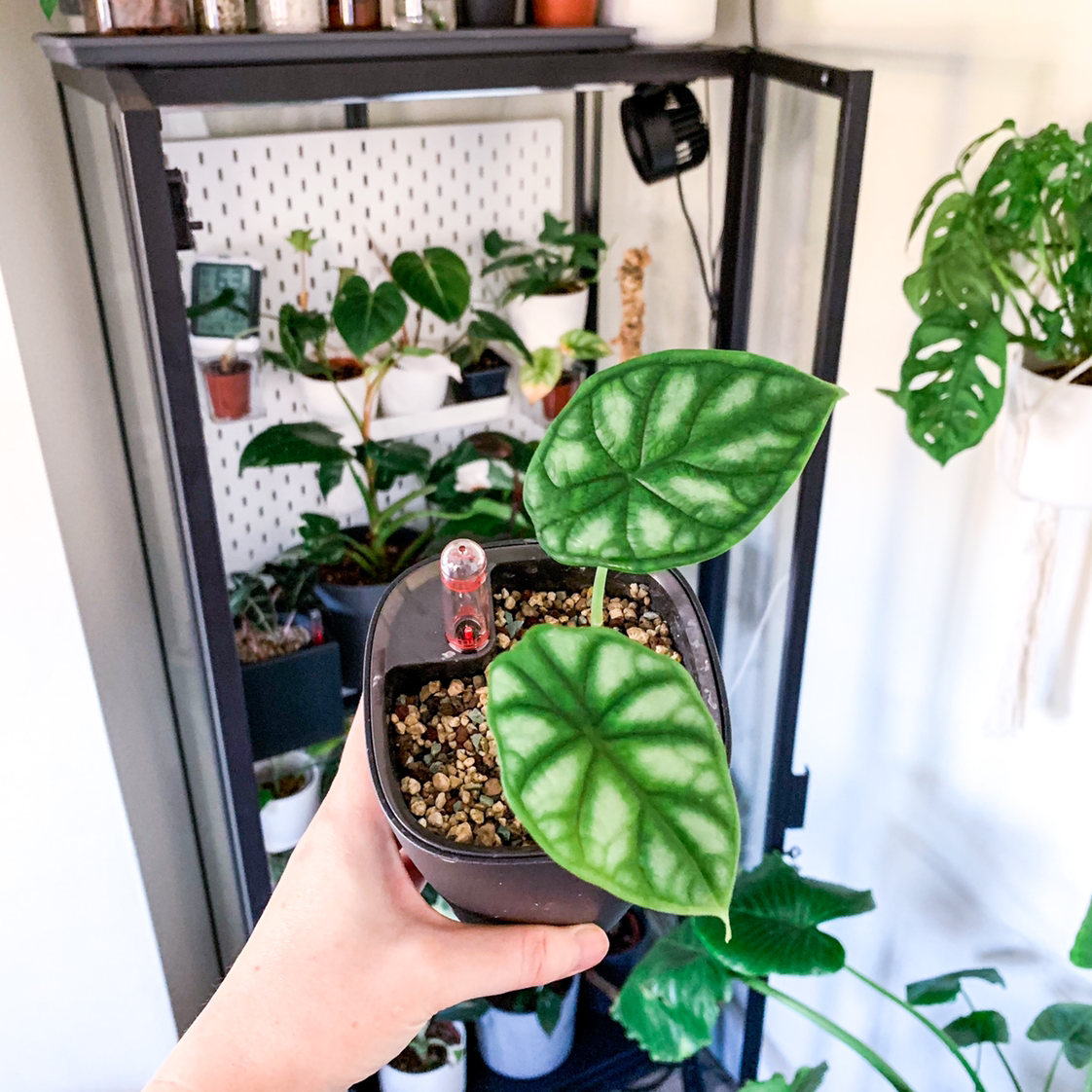 Potted Alocasia 'Dragon Scale' plant with two prominent leaves, held by a hand indoors.