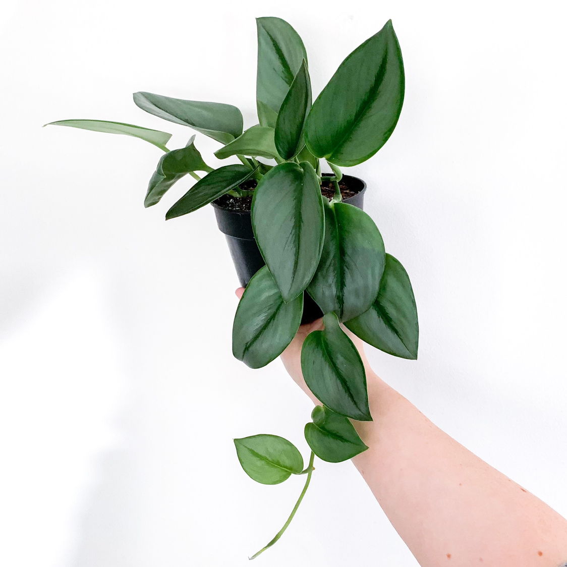 Scindapsus treubii 'Moonlight' plant with healthy green leaves held by a hand.