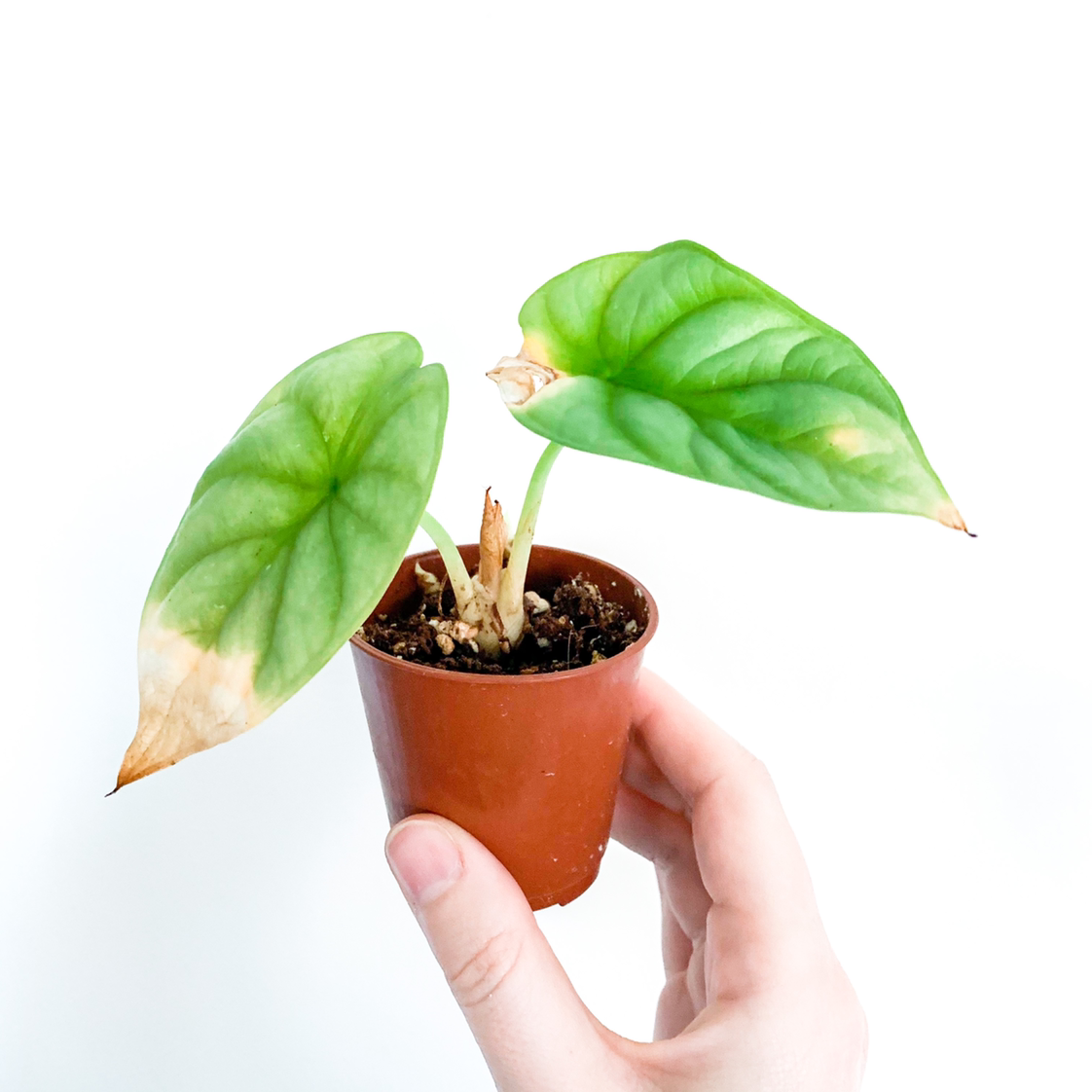 Alocasia 'Dragon Scale' plant with two leaves, some browning at tips, held by a hand in a small pot.