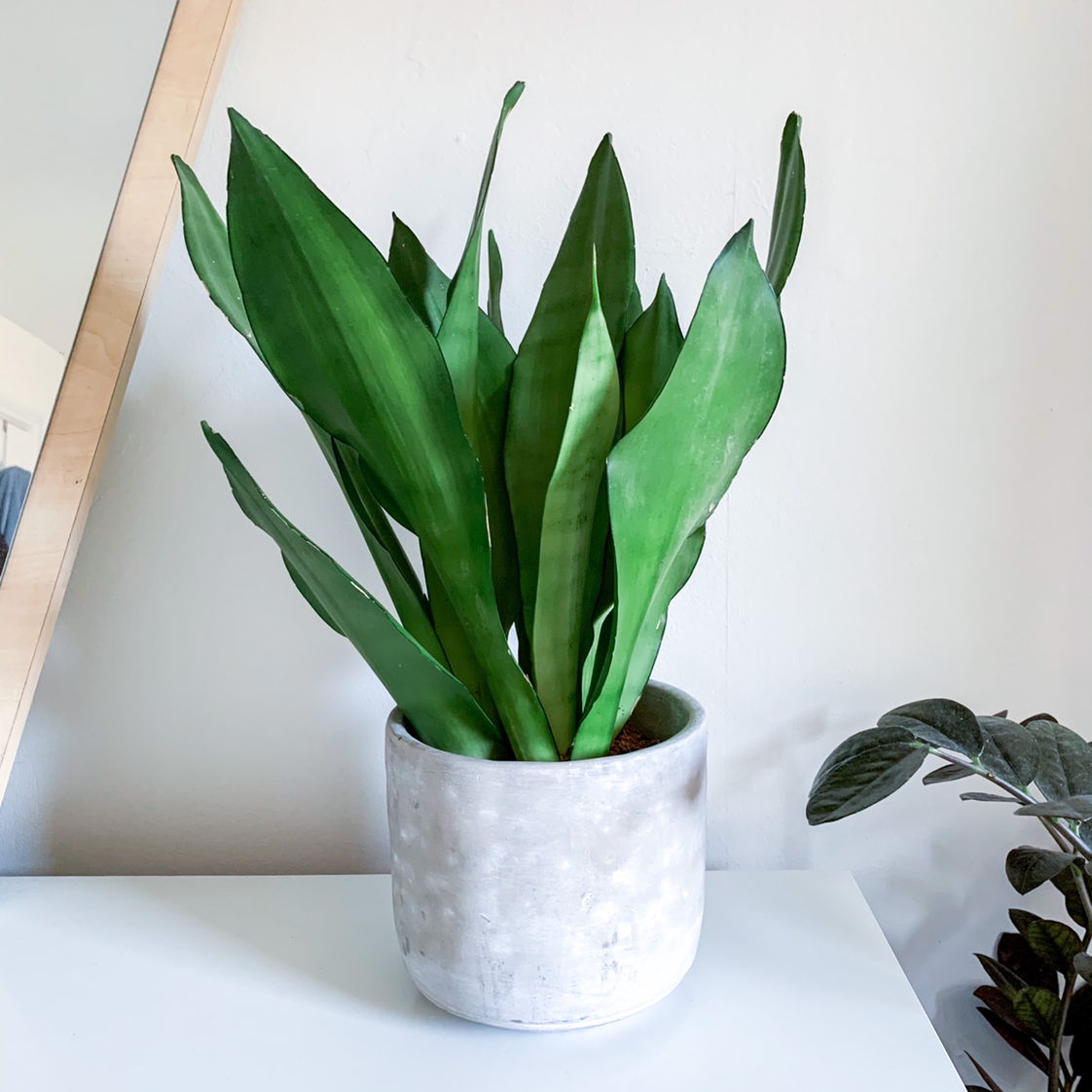 Photo of the plant species Silver Snake Plant by @goodgrowing named Sansi ‘Moonshine’ on Greg, the plant care app