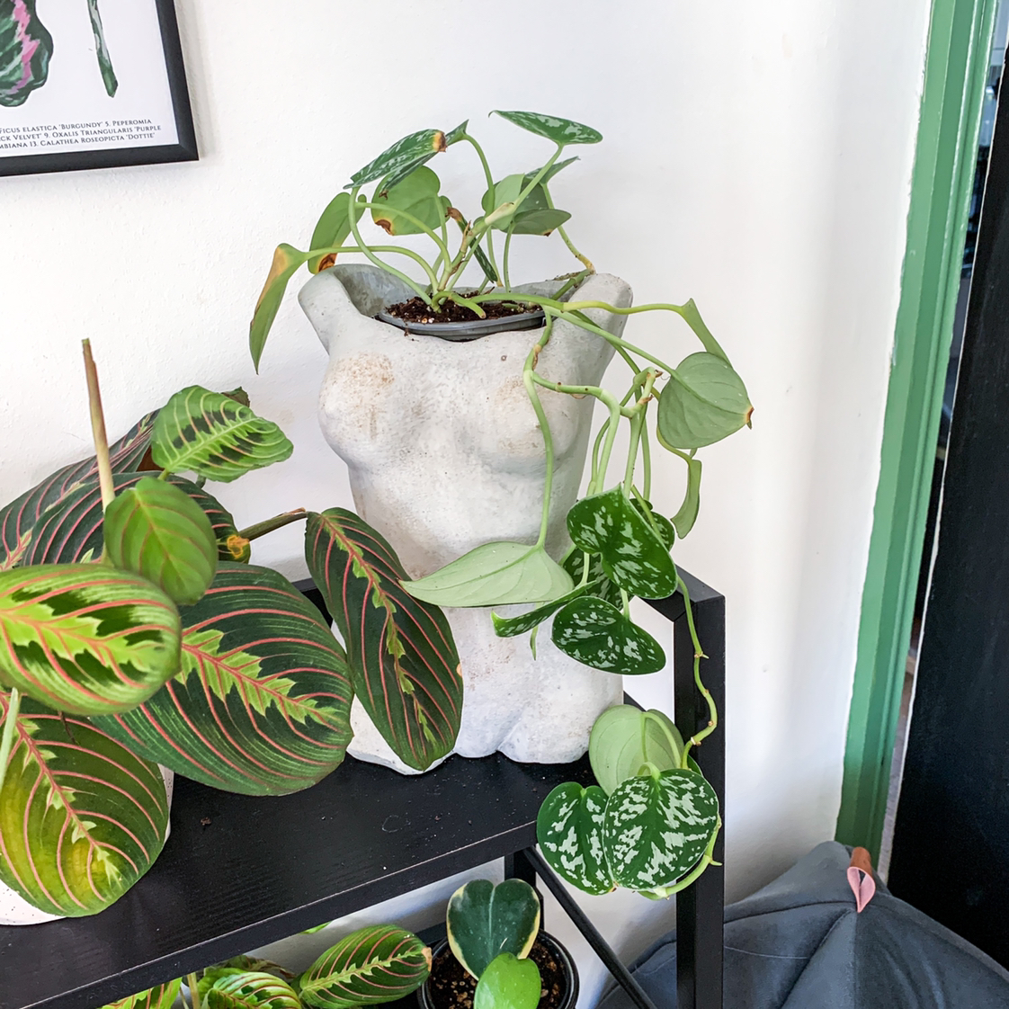 A healthy variegated Satin Pothos plant with glossy heart-shaped leaves in a white sculptural planter, set on a black shelf.
