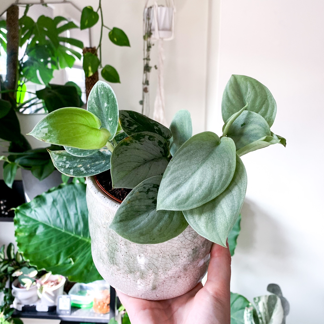 Photo of the plant species Silver Anne Pothos by @goodgrowing named Silver Ann Pothos on Greg, the plant care app