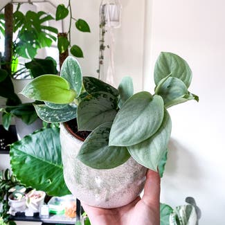 Silver Anne Pothos plant in London, England