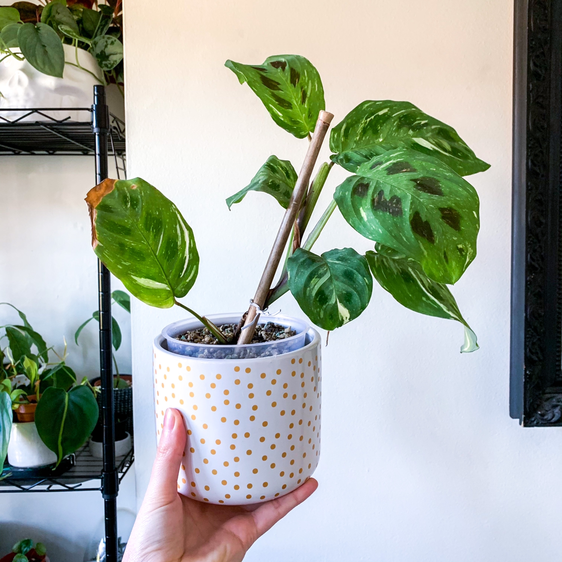 Variegated Prayer Plant in a white pot with gold polka dots, held by a hand. Some browning on one leaf.