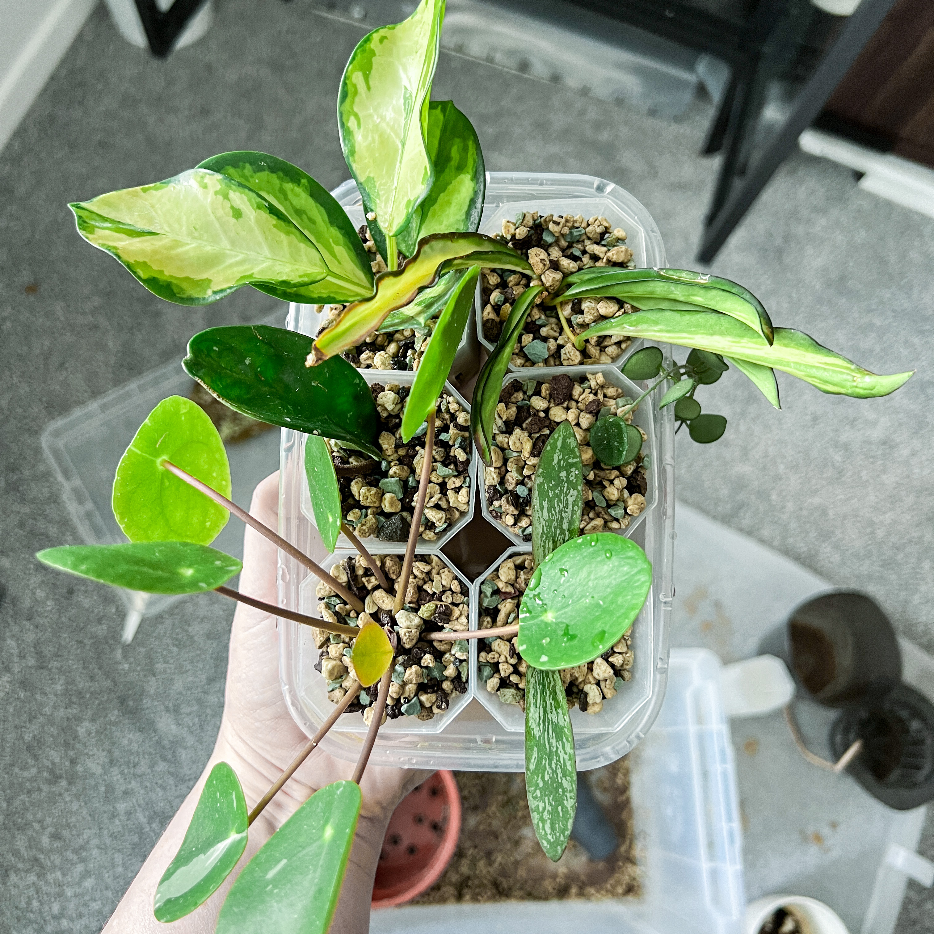 Healthy waxplant in clear pot showing roots, held by hand. Green and white variegated leaves are shiny with no discoloration.