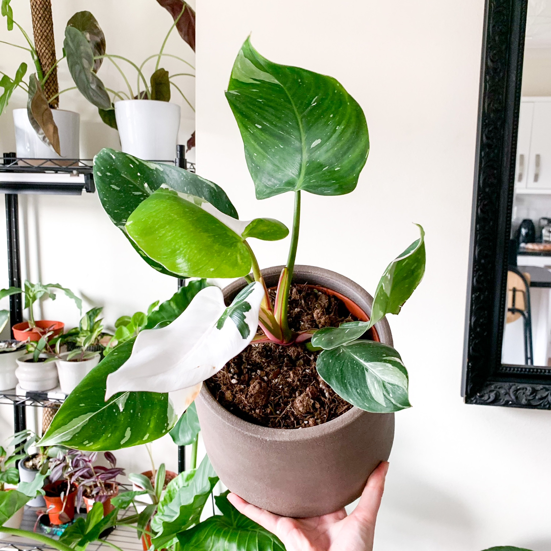 Philodendron 'White Princess' plant in a pot, held by a hand, with other plants in the background.