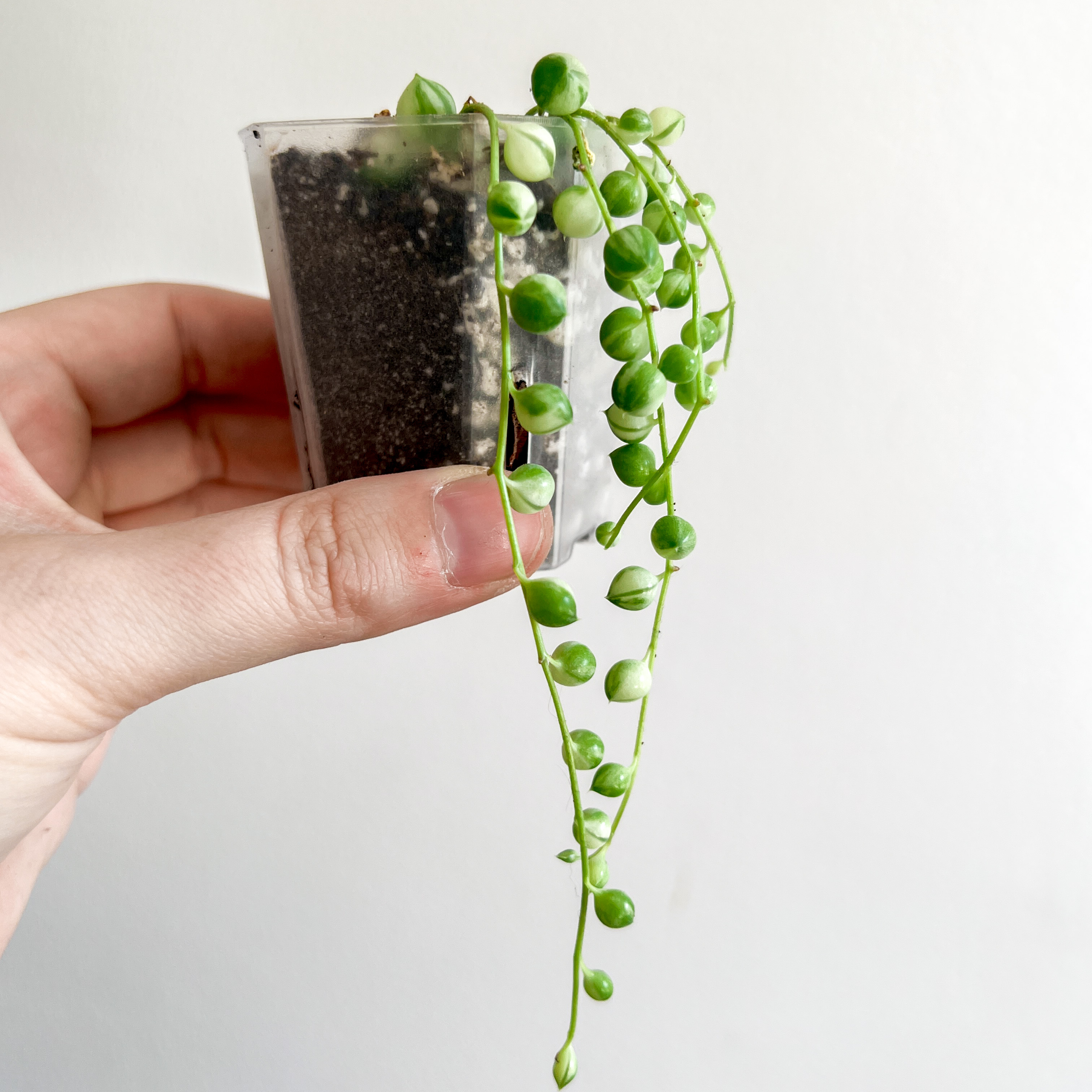 Variegated String of Pearls is Toxic to Cats 🐈