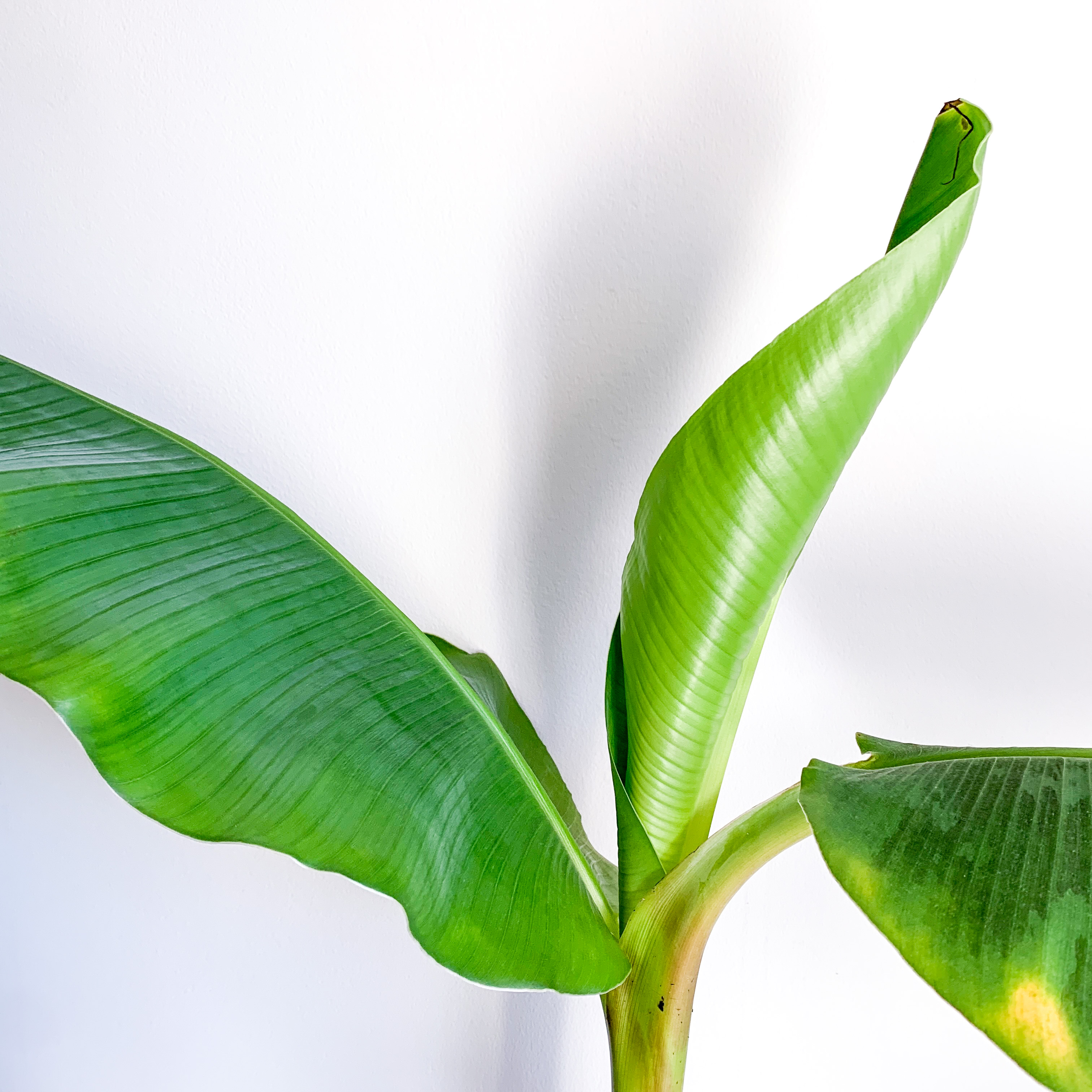 🍌 Why Are My Dwarf Banana Leaves Droopy?