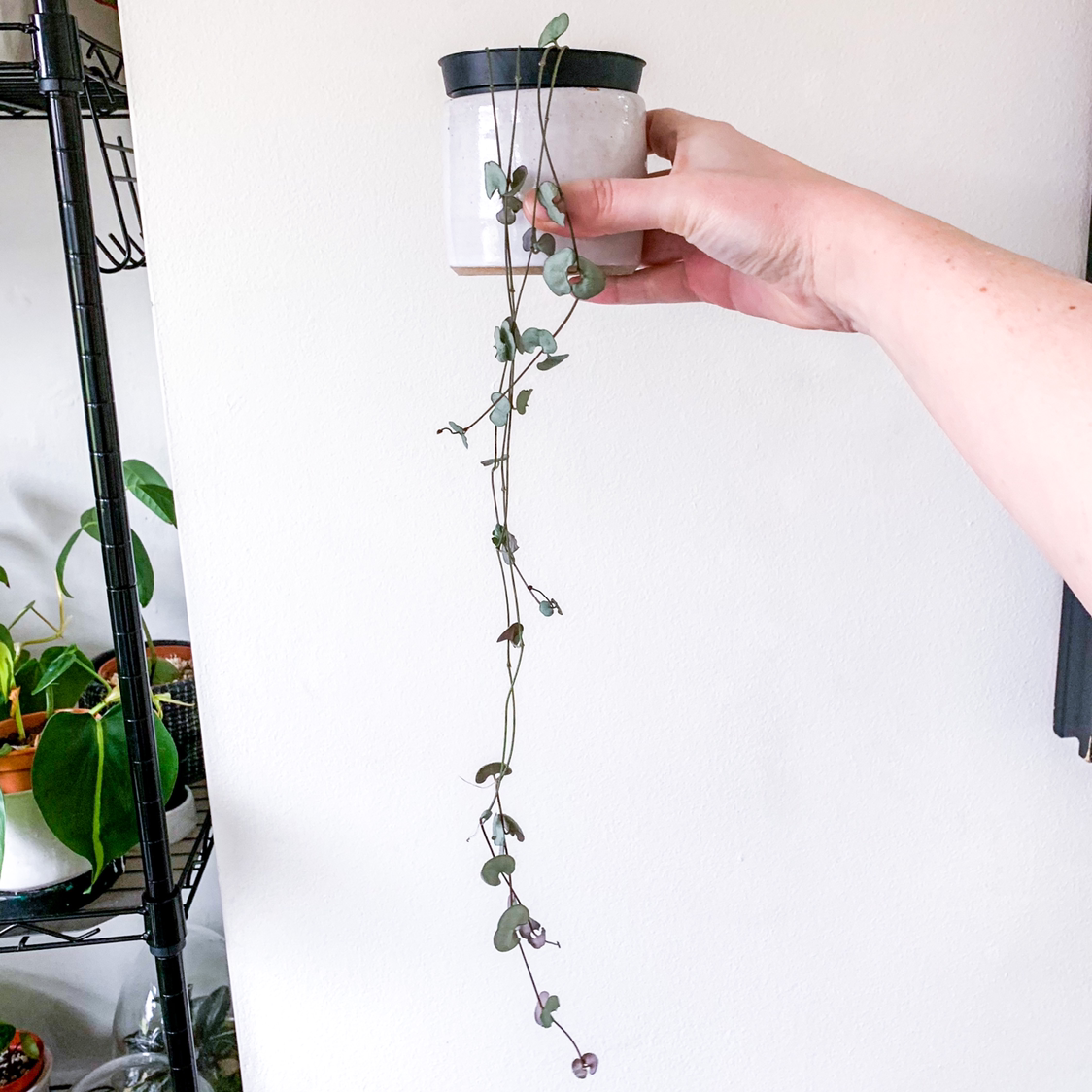 Photo of the plant species String of Hearts 'Silver Glory' by @goodgrowing named SOH ‘Silver Glory’ on Greg, the plant care app