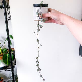 String of Hearts 'Silver Glory' plant in London, England