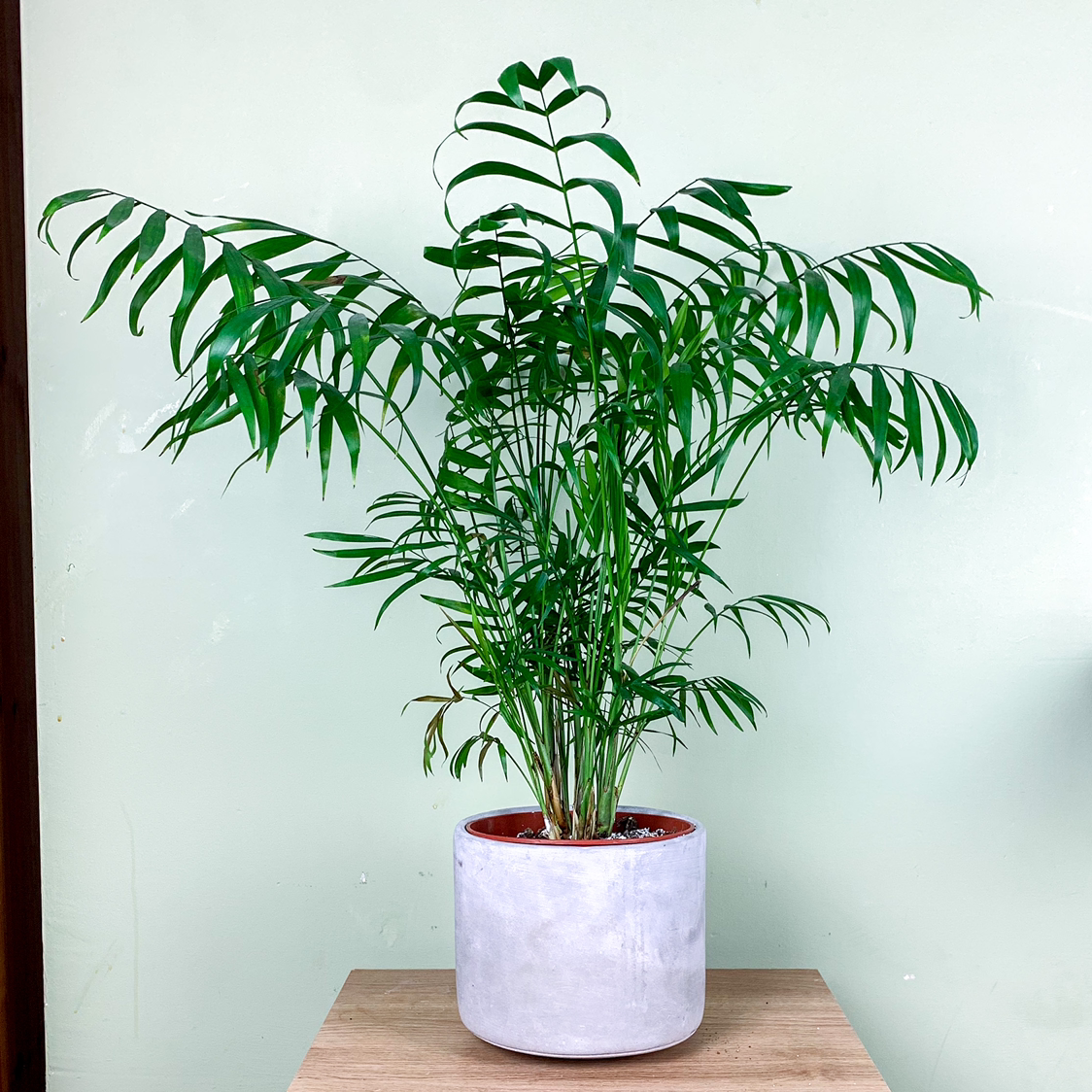 Lush, healthy parlour palm plant with full green fronds in a white ceramic pot, cleanly photographed against plain background.